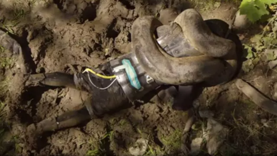 Chilling plea for help as man allows snake to eat him alive while recording the entire thing