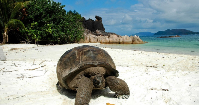 180,000 Giant Tortoises Discovered on African Island in Remarkable Conservation Success