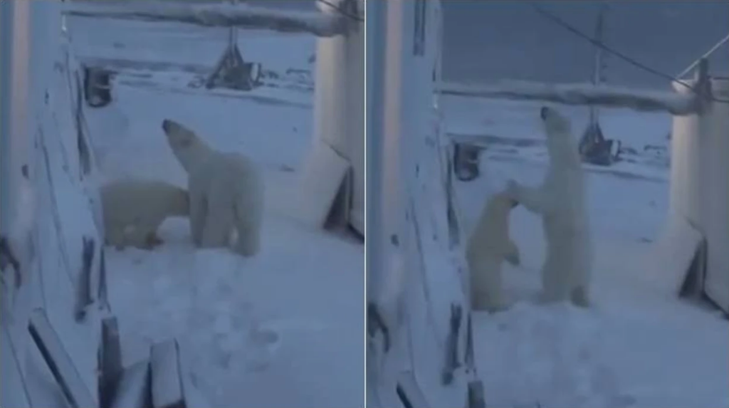 Polar Bears Attempt to Break Into Remote Russian Weather Station